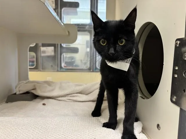 A young small-sized female Domestic Short Hair cat named Phoenix for adoption in Riverside, CA