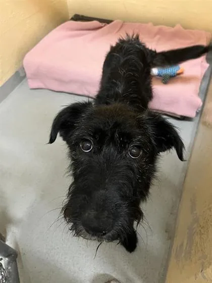 A young medium-sized female Terrier dog named Lucy for adoption in Seattle, WA