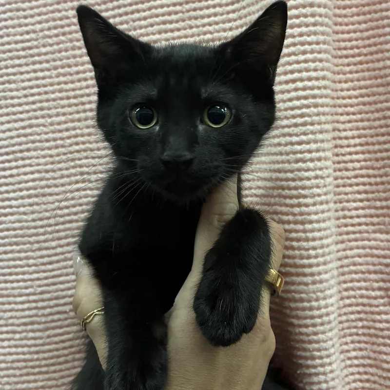A baby small-sized female Black Domestic Short Hair cat named Jiji for adoption in Sonoma, CA