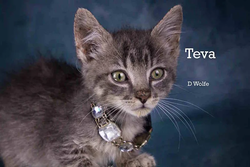 A baby medium-sized female Gray / Blue / Silver Tabby cat named Teva for adoption in York, NE