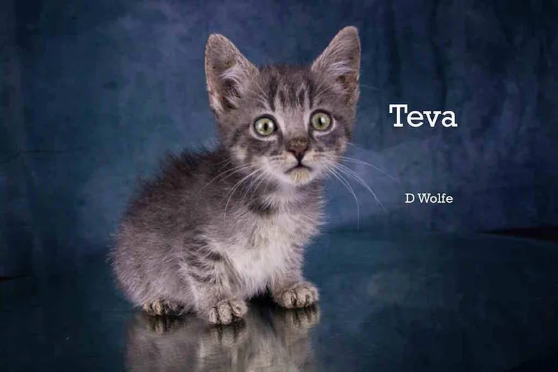 Teva thumbnail 3