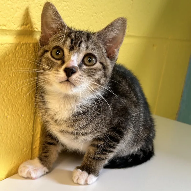 A baby small-sized male Gray / Blue / Silver Domestic Short Hair cat named Bussi for adoption in Roxboro, NC