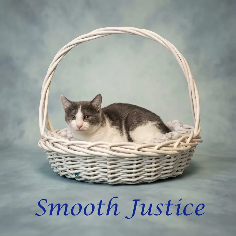 Smooth Justice C thumbnail 2