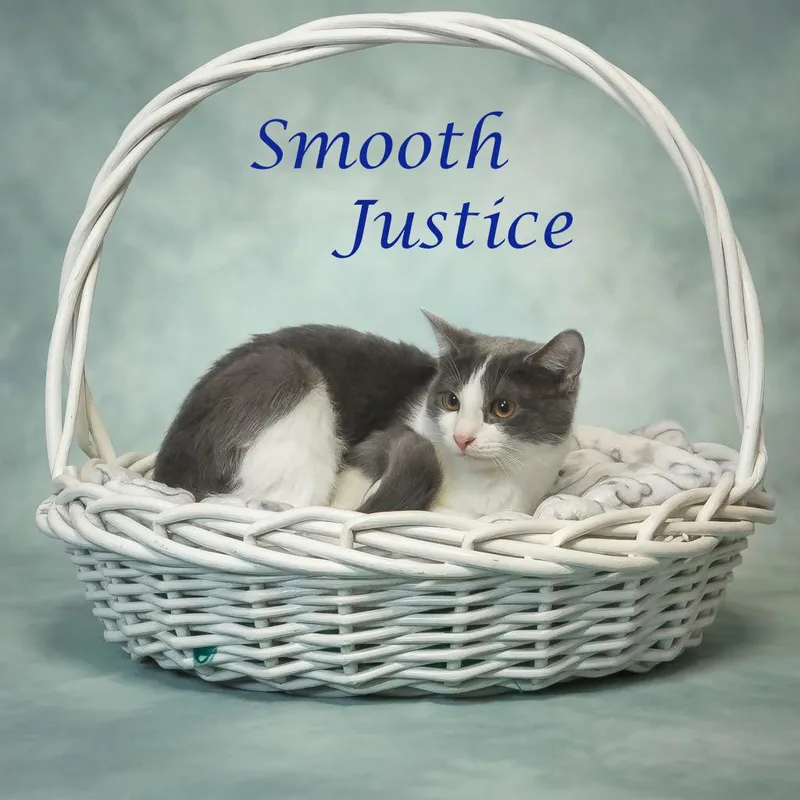 Smooth Justice C thumbnail 3