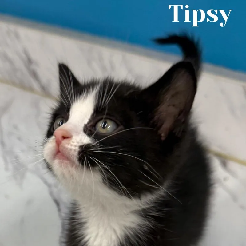 A baby small-sized male Black Domestic Short Hair cat named Tipsy for adoption in Washington, PA