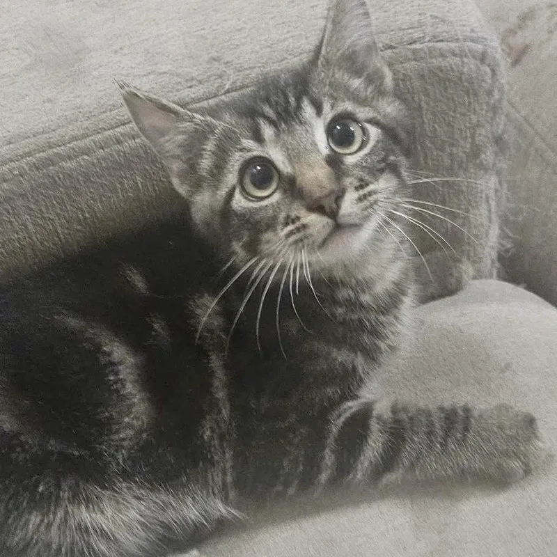 Junior