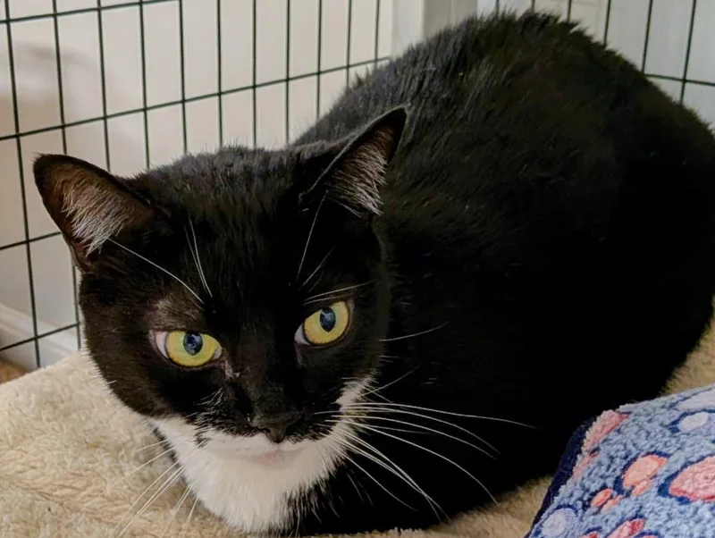 An adult large-sized female Domestic Short Hair cat named Babee for adoption in St. Augustine, FL