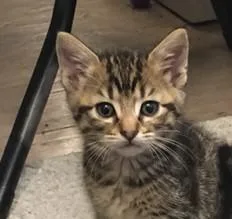 A baby small-sized female Domestic Short Hair cat named Mocha for adoption in Olivette, MO