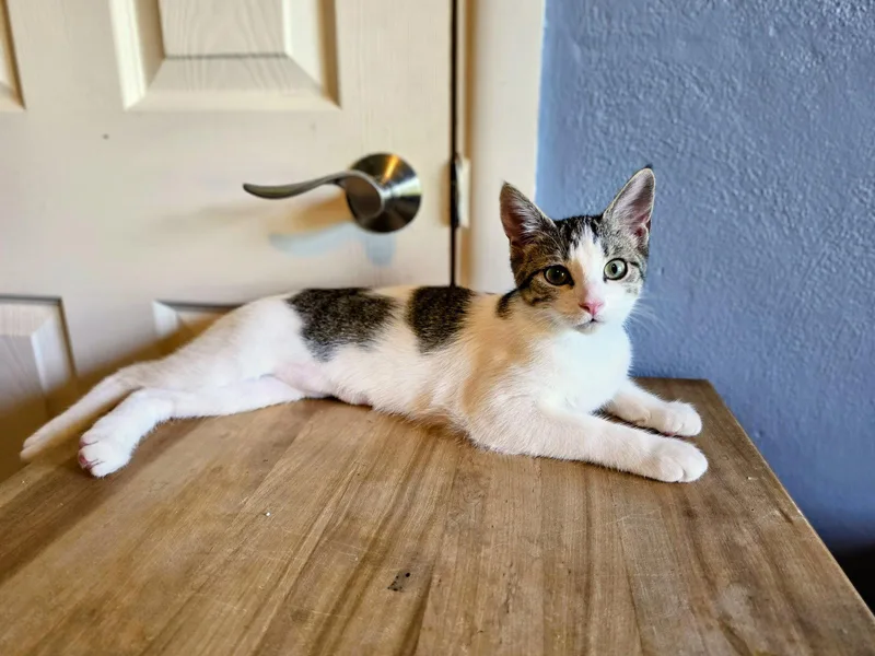 A baby medium-sized female Domestic Short Hair cat named Cry Baby for adoption in Lake Saint Louis, MO