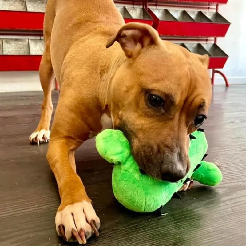 Josephine thumbnail 2