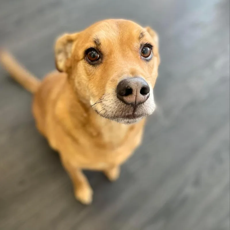 Josephine thumbnail 3