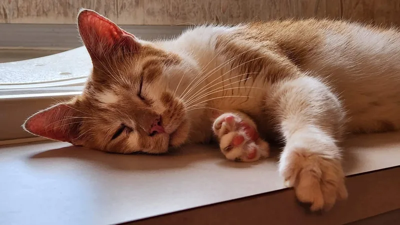 An adult large-sized male Orange & White Domestic Short Hair cat named Jack for adoption in Inez, KY