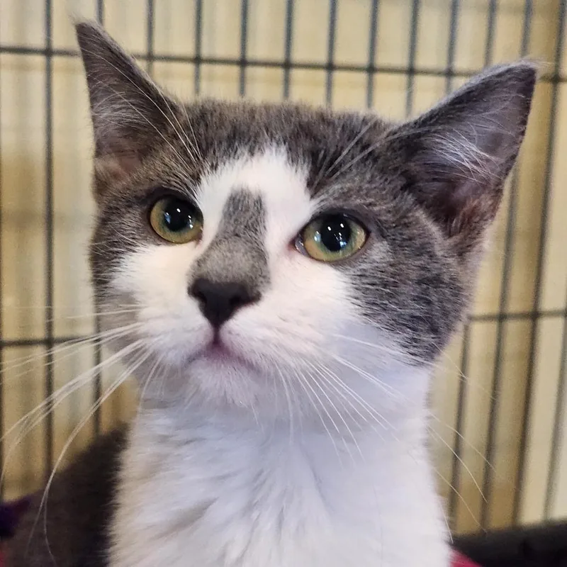 A baby small-sized female Gray / Blue / Silver Domestic Short Hair cat named Smokey for adoption in Saint Charles, MO
