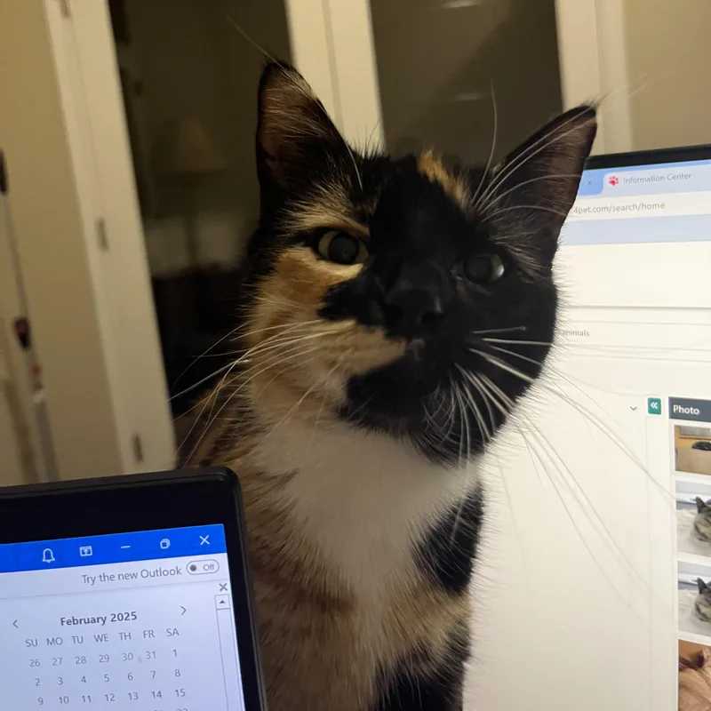 Stella & Decatur Bonded thumbnail 2