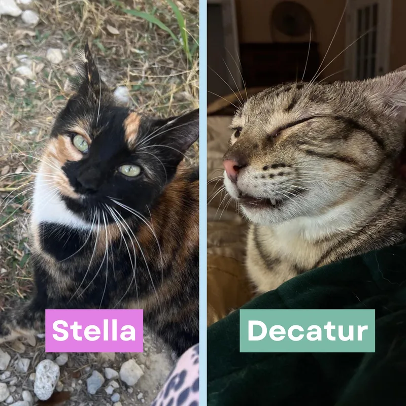 Stella & Decatur Bonded
