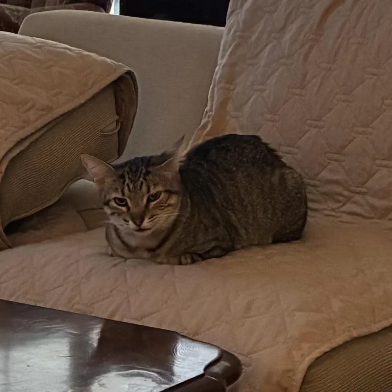 Stella & Decatur Bonded thumbnail 3