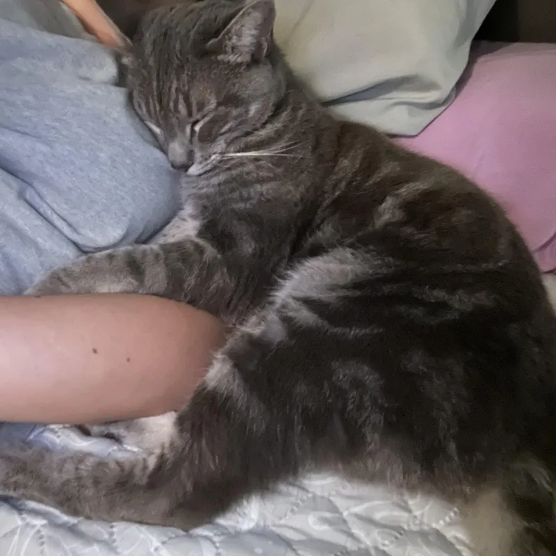 Valentino Indoor Only