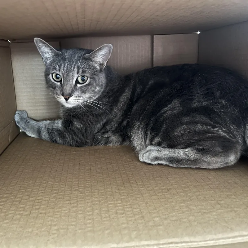 Valentino Indoor Only thumbnail 2