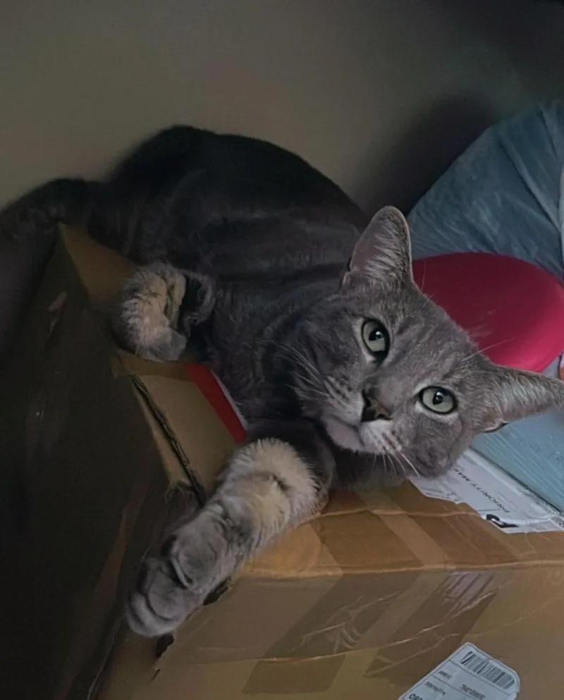 Valentino Indoor Only thumbnail 3