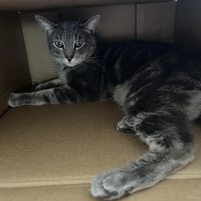 Valentino Indoor Only thumbnail 4