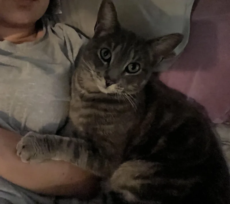 Valentino Indoor Only thumbnail 5