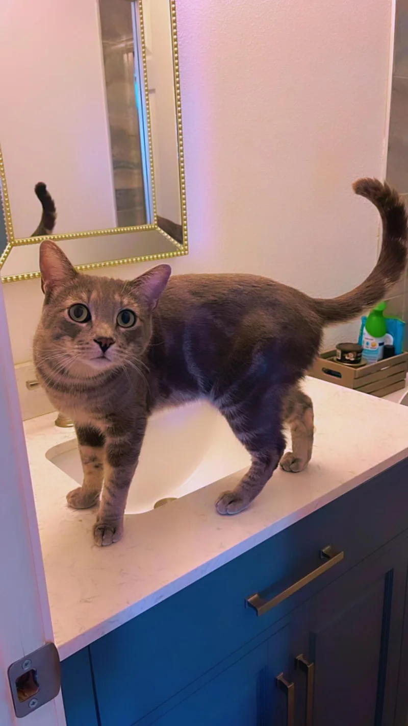 Valentino Indoor Only thumbnail 6