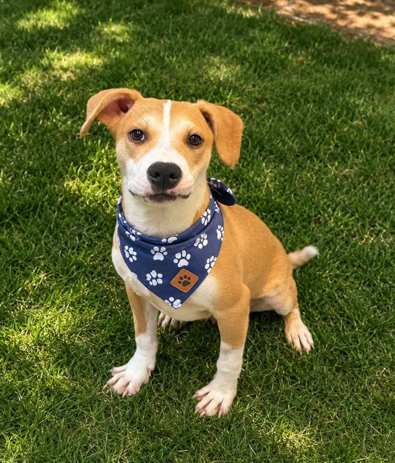 A baby medium-sized male Apricot / Beige Beagle dog named Wonton for adoption in Phoenix, AZ
