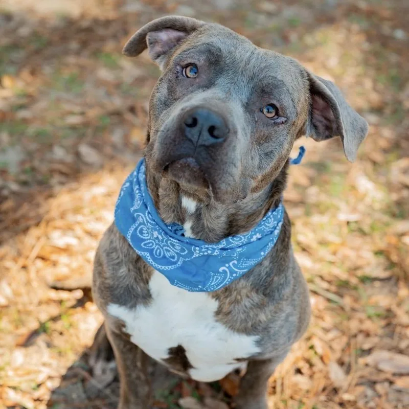 An adult large-sized male Gray / Blue / Silver Mixed Breed dog named Rhino for adoption in Milton, FL