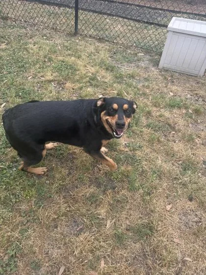 An adult medium-sized female Australian Cattle Dog / Blue Heeler dog named Kelly for adoption in Conway, SC