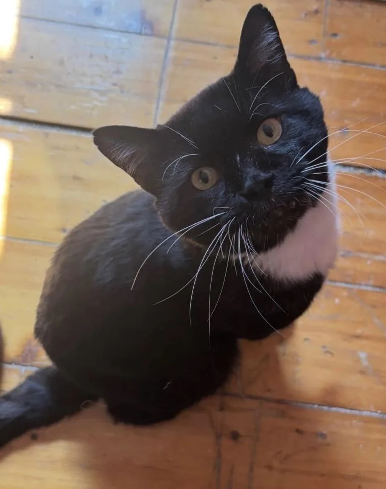 An adult large-sized male Black Domestic Short Hair cat named Big  Boy for adoption in New Haven, CT