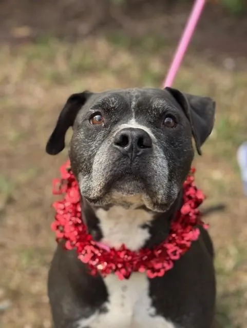 A senior large-sized male Black Pit Bull Terrier dog named King for adoption in Houston, TX
