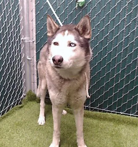 An adult medium-sized male Husky dog named Dodger for adoption in Downey, CA