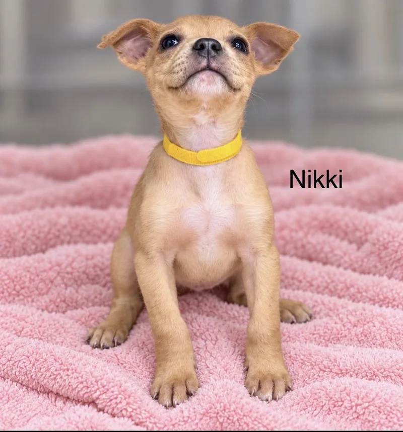 A baby medium-sized female Retriever dog named Nikki for adoption in Pawleys Island, SC