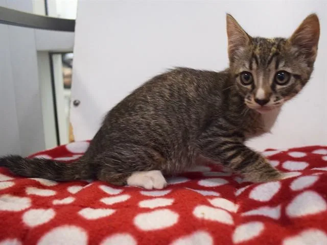 A baby small-sized female Domestic Short Hair cat named Aleesa for adoption in Sacramento, CA
