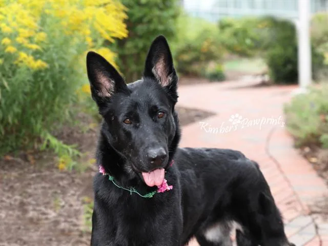 A young large-sized female German Shepherd Dog dog named Eris for adoption in Omaha, NE