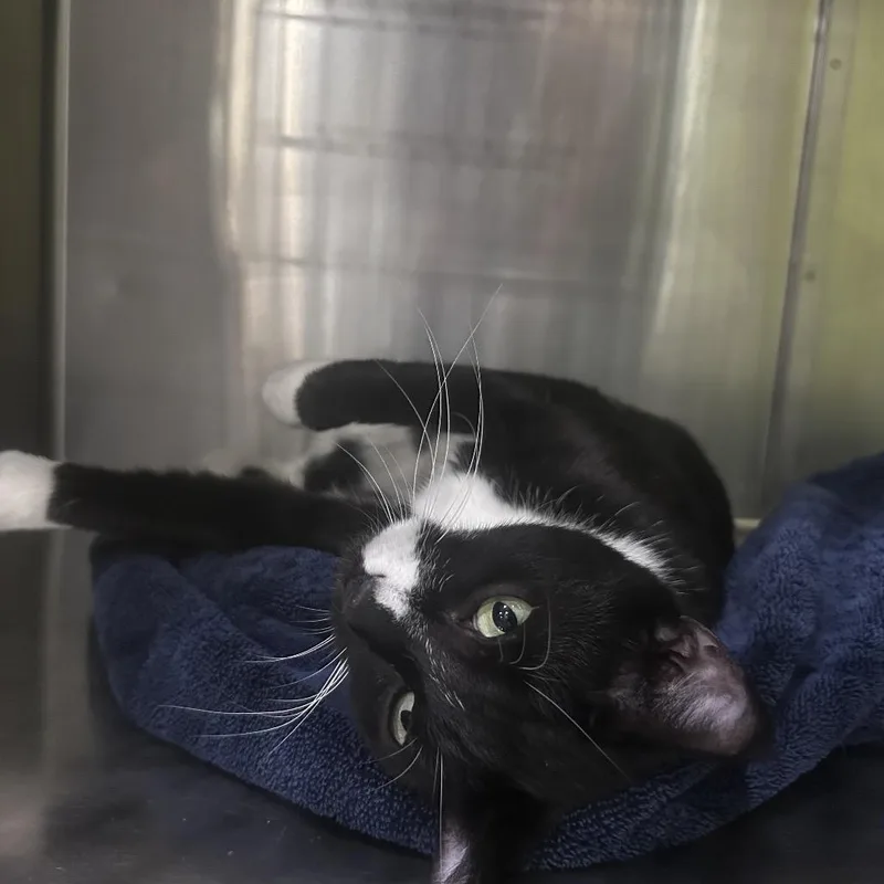 An adult medium-sized female Black Domestic Short Hair cat named Dunn for adoption in Yuma, AZ