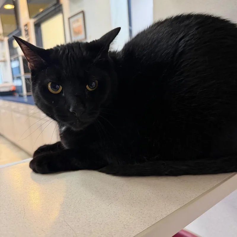 A young large-sized male Black American Shorthair cat named Nero for adoption in Galveston, TX