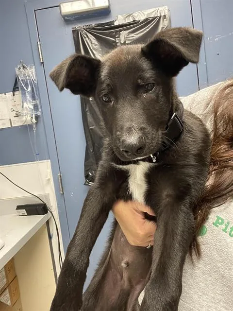 A baby medium-sized male Belgian Shepherd / Malinois dog named Miles for adoption in Santa Cruz, CA