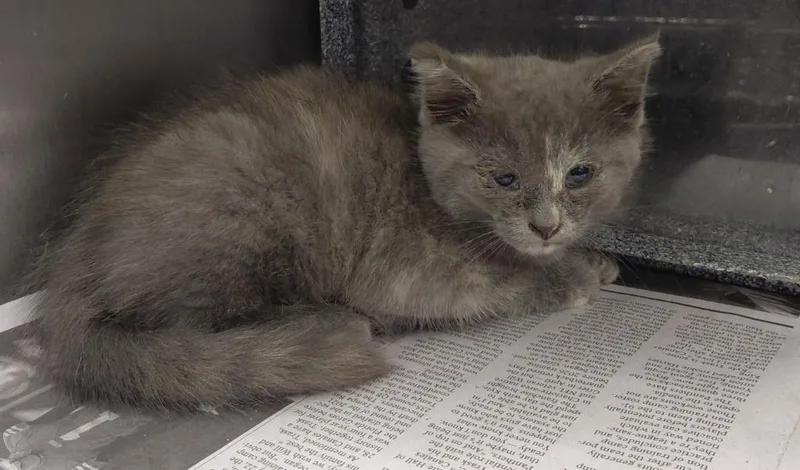 A baby small-sized female Domestic Short Hair cat named Maddie for adoption in Henderson, NC