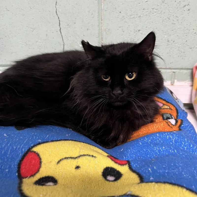 A young medium-sized male Black Domestic Long Hair cat named Georgie for adoption in Spencer, IA