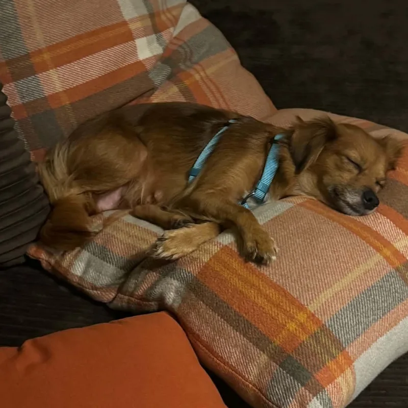 A young small-sized female Red / Chestnut / Orange Spaniel dog named Honey for adoption in Brockport, NY