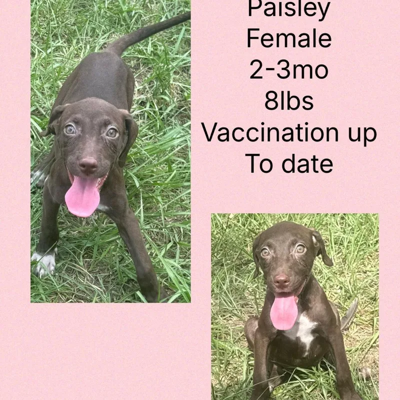 Paisley thumbnail 3
