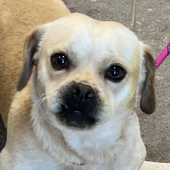 An adult small-sized male Yellow / Tan / Blond / Fawn Mixed Breed dog named Tank Cruz for adoption in Las Cruces, NM