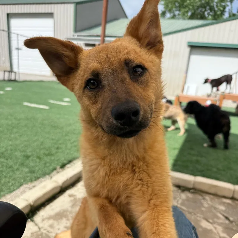A young medium-sized male Yellow / Tan / Blond / Fawn Cattle Dog dog named Dunn for adoption in Fulton, MO