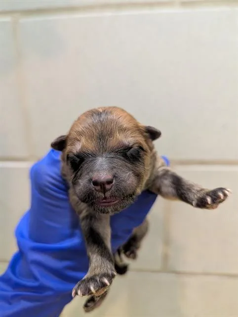 A baby small-sized male Mixed Breed dog named Rico for adoption in Dallas, TX