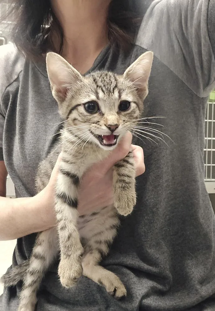 A baby small-sized male Domestic Short Hair cat named Winston for adoption in Dickson, TN