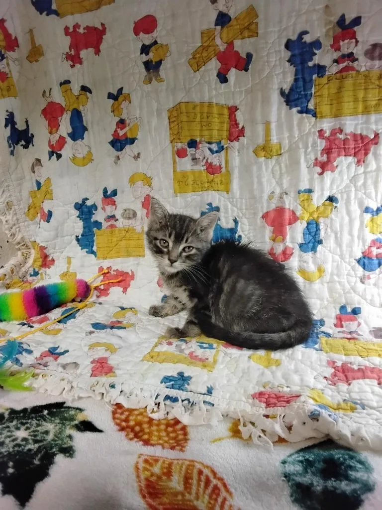A baby small-sized male Domestic Short Hair cat named Fear for adoption in Ada, OK