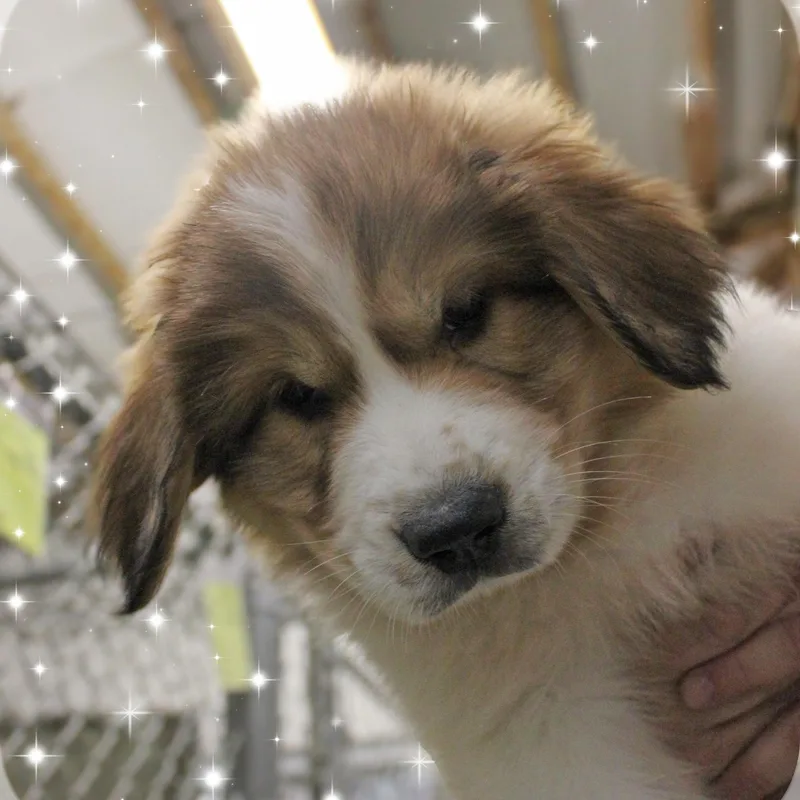A baby extra large-sized male White / Cream Great Pyrenees dog named George for adoption in Amelia, OH