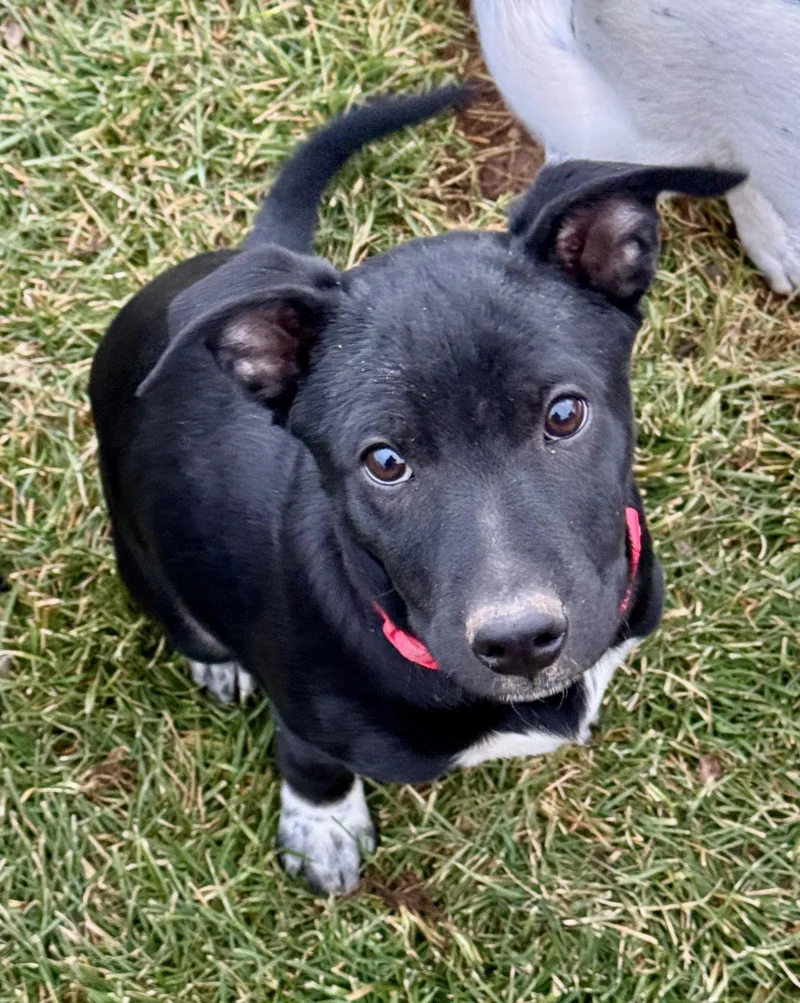 Gutterball thumbnail 3