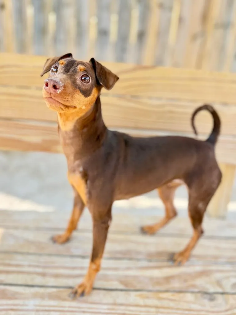 A young small-sized female Miniature Pinscher dog named Ghost for adoption in Muskegon, MI